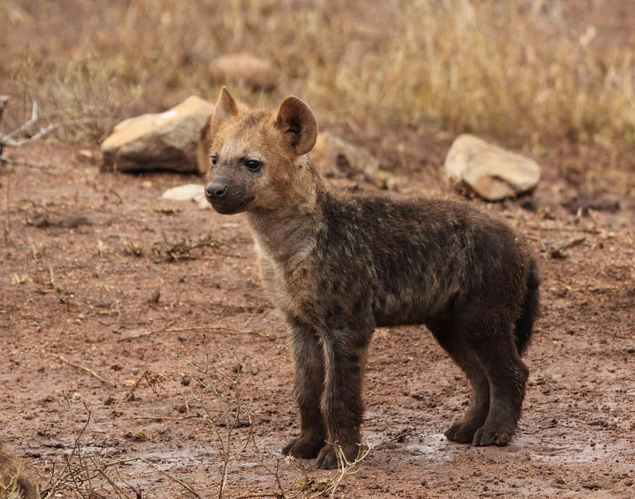 Brown Hyena Cub Standingin Wilderness Wallpaper