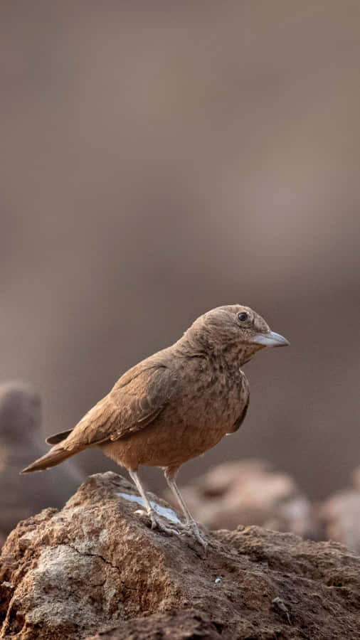Brown Larkon Rocky Ground Wallpaper