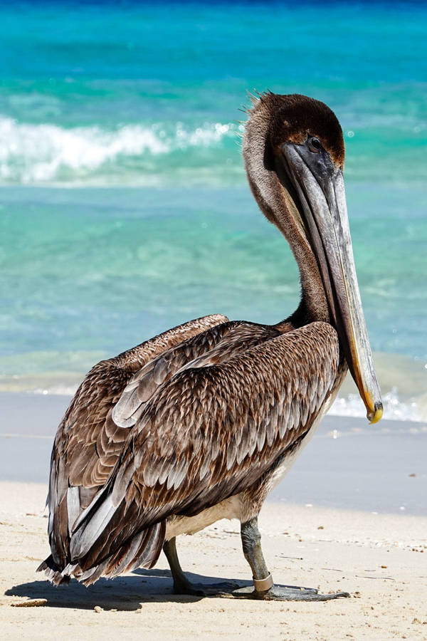 Brown Pelican Beautiful Birds Wallpaper
