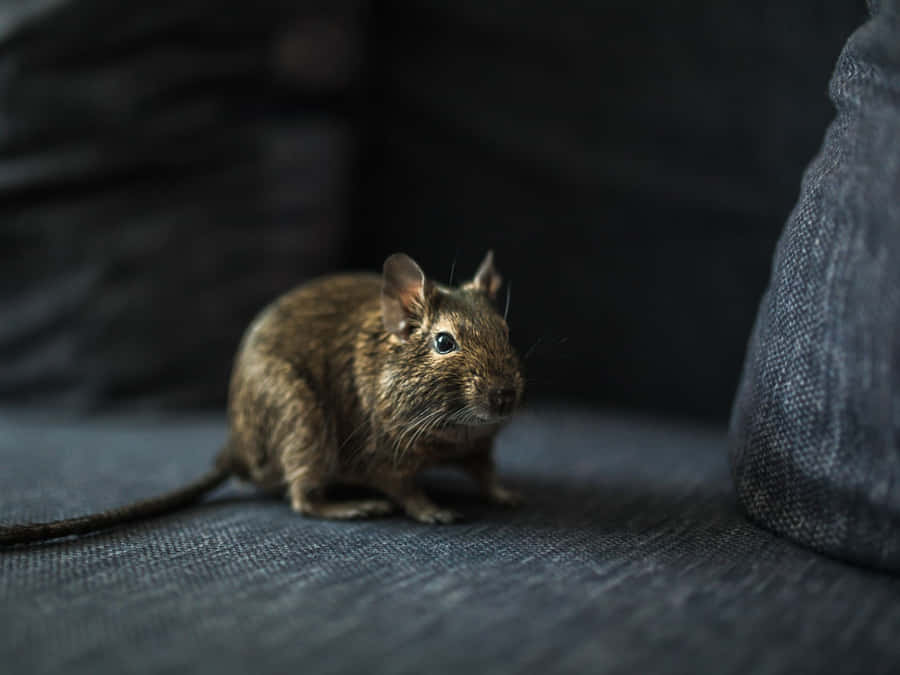 Brown Rodenton Textured Fabric Wallpaper