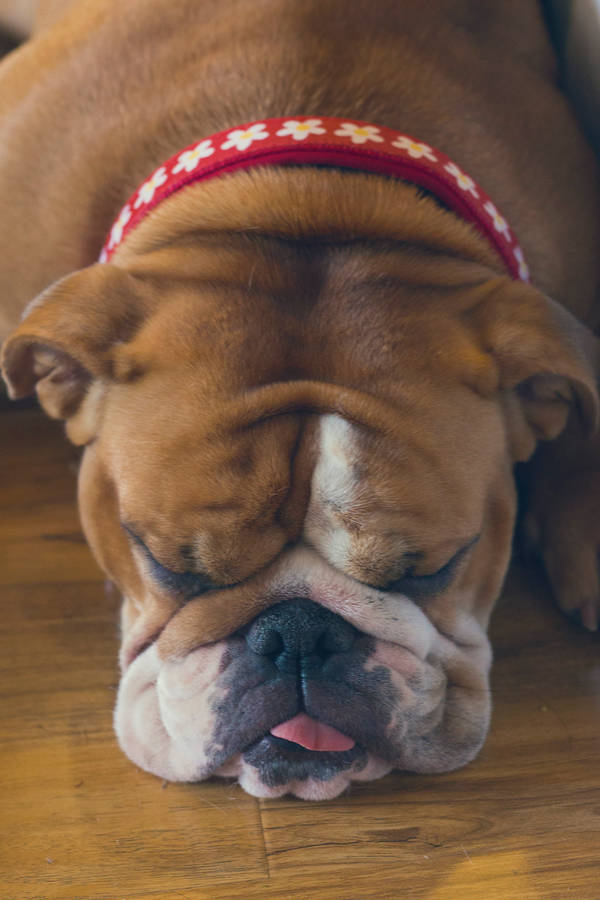 Brown Sleeping English Bulldog Wallpaper