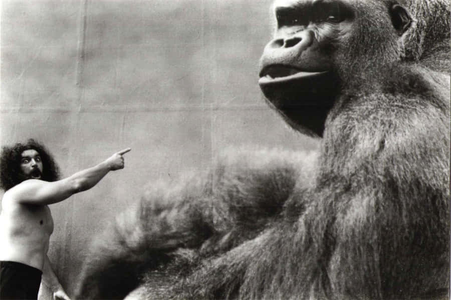 Bruiser Brody As King Kong Body Wallpaper