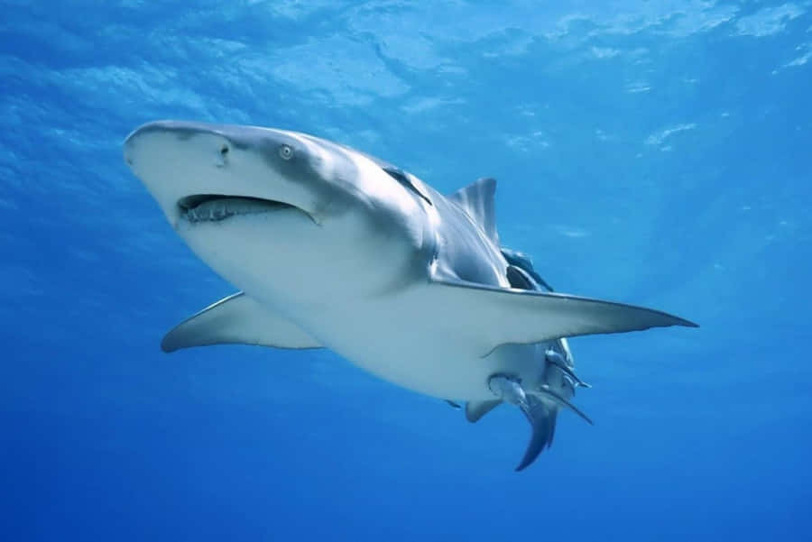 Bull Shark Underwater Swimming Wallpaper