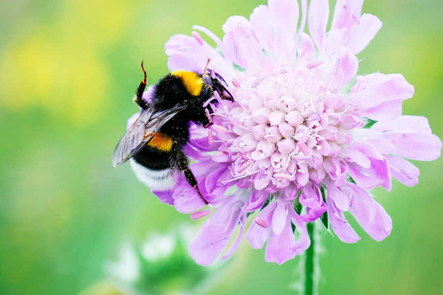 Bumblebeeon Purple Flower Wallpaper