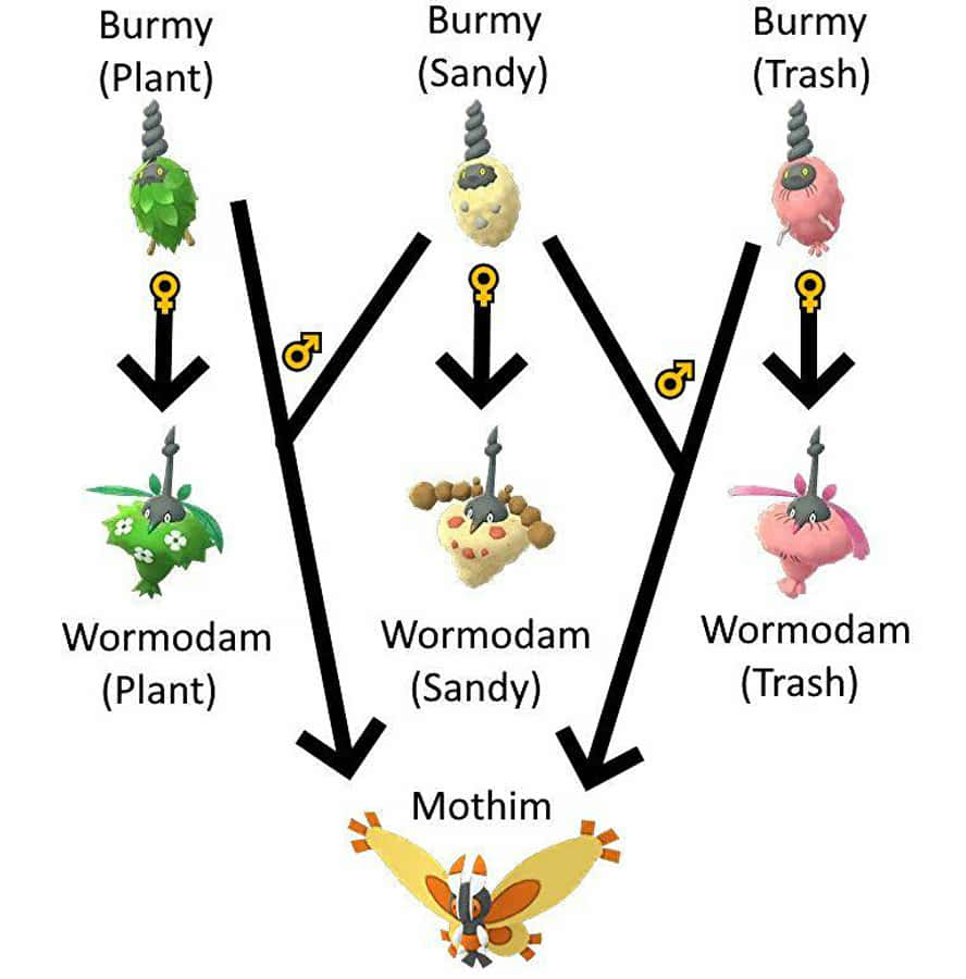 Burmy Evolution Map Wallpaper