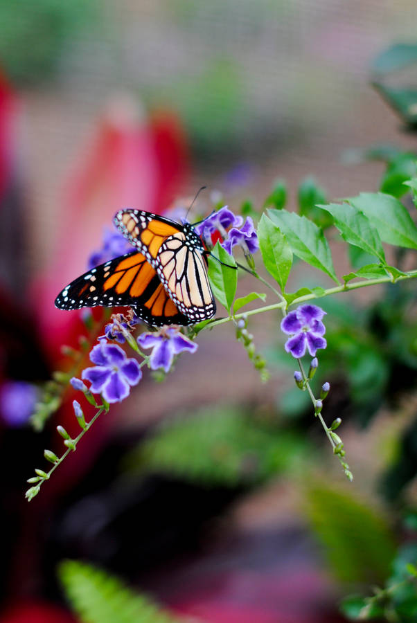Butterfly On Purple Baby's Breath Wallpaper