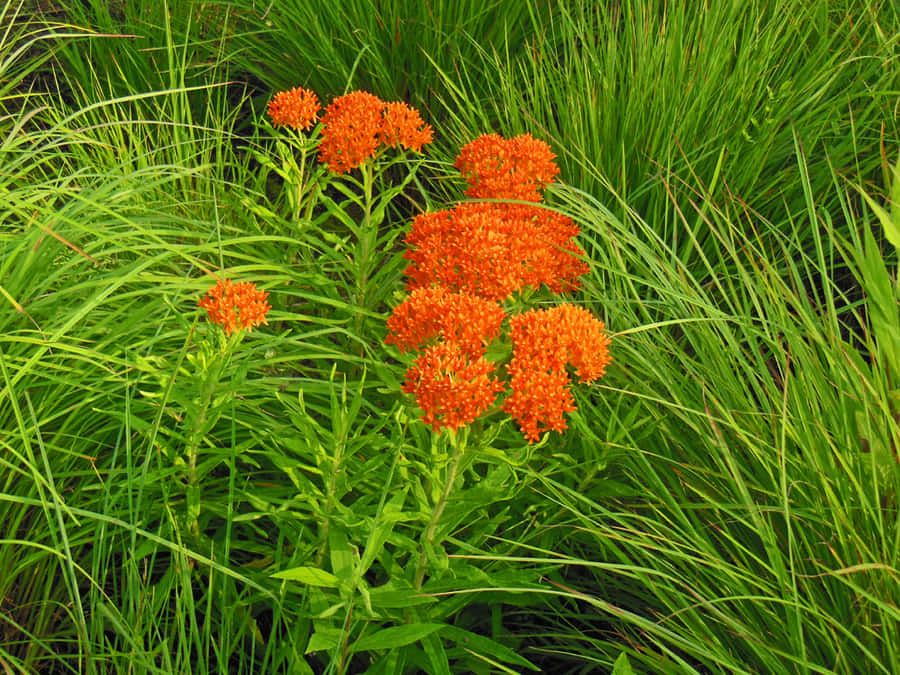 Butterfly Weed - The Perfect Way To Create Vibrant Outdoor Spaces