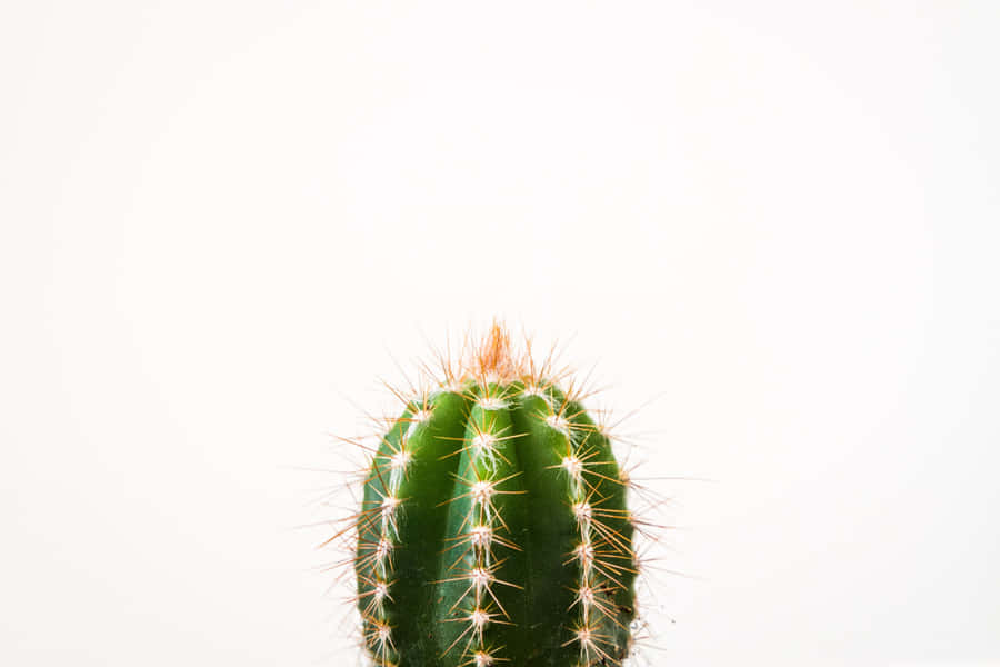 Cactus Closeup Minimalist Plant Desktop Wallpaper