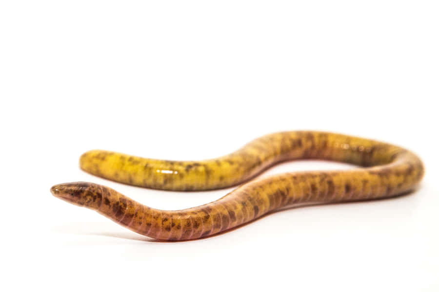 Caecilian Amphibian White Background Wallpaper