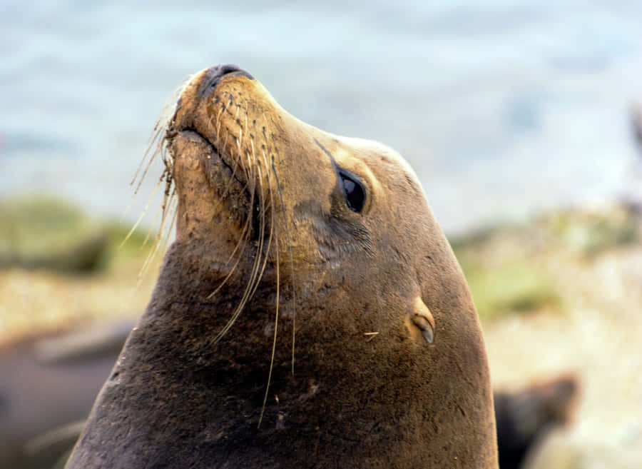 California Sea Lion Gazing Upward Wallpaper