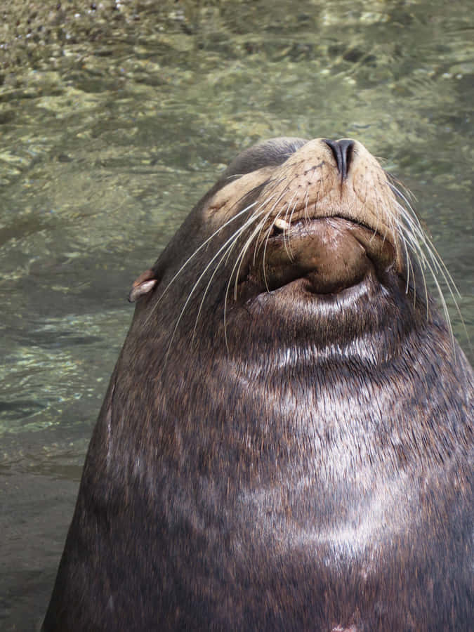 California Sea Lion Sunbathing Wallpaper