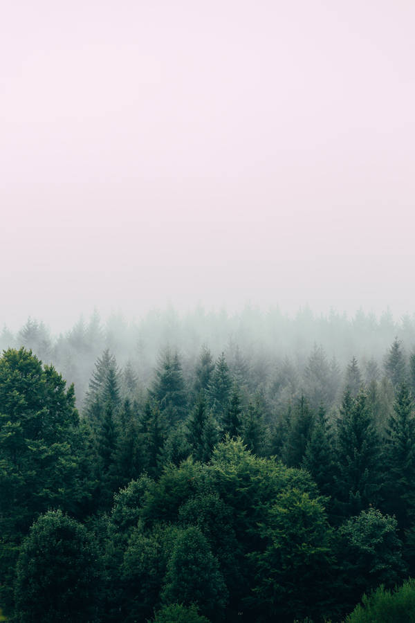 Calm Green Trees Wallpaper