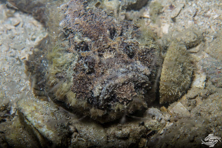 Camouflaged Stonefish Lying In Aquatic Bed Wallpaper