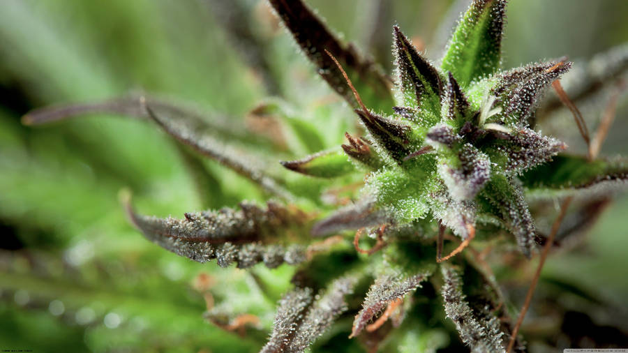 Cannabis Closeup View Wallpaper