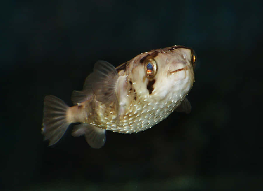 Caption: A Close-up Encounter With A Porcupinefish Underwater Wallpaper