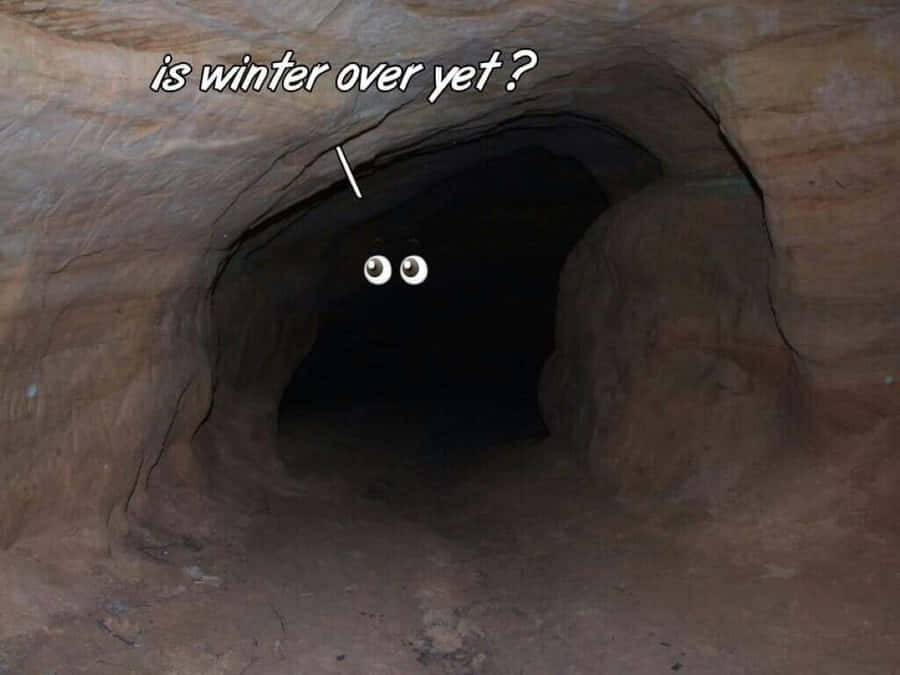 Caption: A Peaceful Slumber: Animals In Hibernation Wallpaper