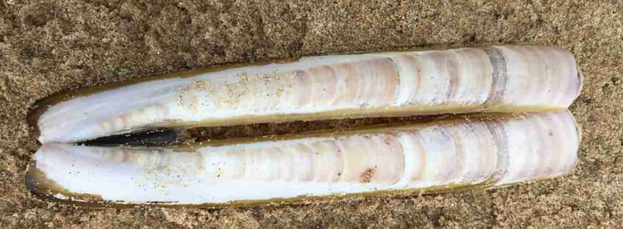 Caption: A Razor Clam In Its Natural Environment Wallpaper