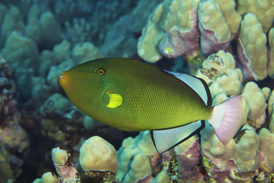 Caption: A Vibrant Triggerfish Swimming In The Ocean Depths Wallpaper