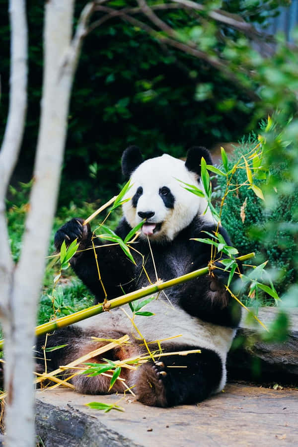 Caption: Adorable Girly Cute Panda Blissfully Munching On Bamboo Wallpaper