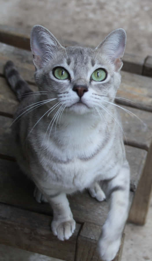 Caption: An Elegant Australian Mist Cat Lounging On A Ledge Wallpaper