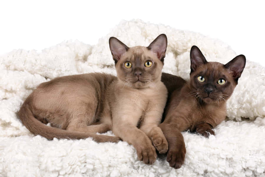 Caption: Beautiful Burmese Cat Resting Gracefully Wallpaper