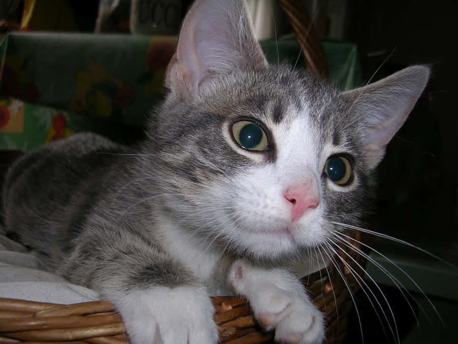 Caption: Beautiful European Shorthair Cat Lounging On A Blanket Wallpaper