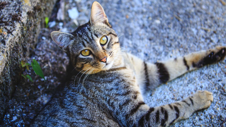 Caption: Beautiful European Shorthair Cat Lounging On The Couch Wallpaper