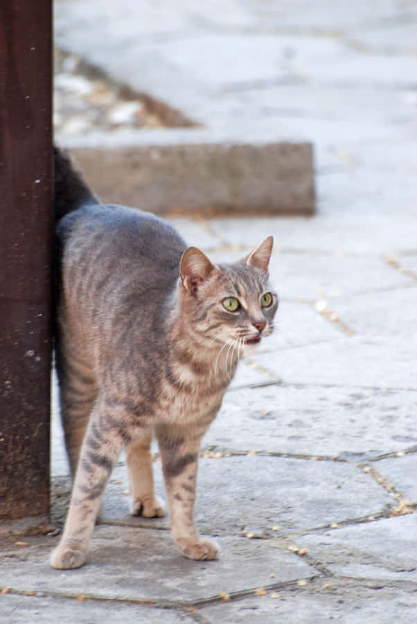 Caption: Beautiful European Shorthair Cat Sitting In The Garden Wallpaper