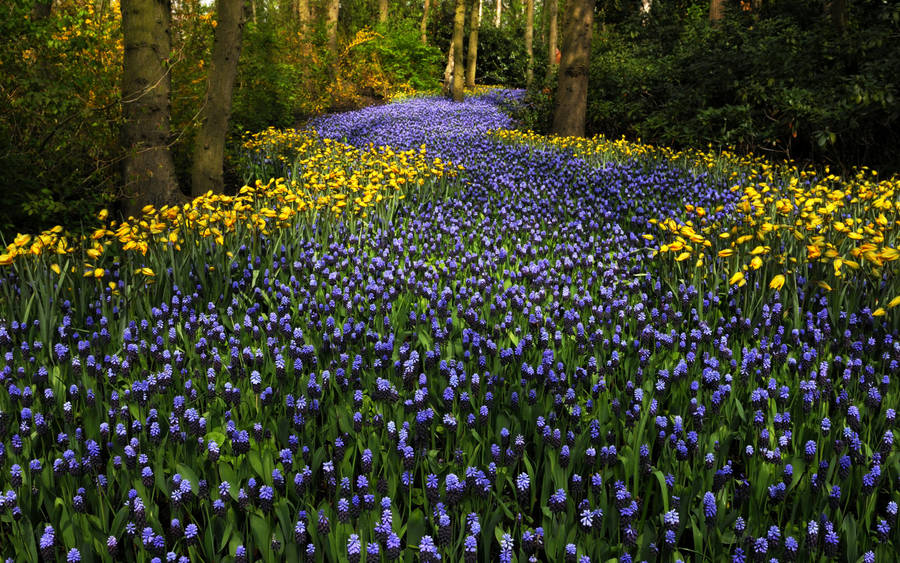 Caption: Blooming Hyacinth In Keukenhof Garden, Netherlands Wallpaper