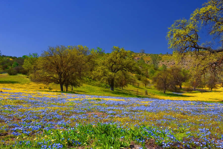 Caption: Blooming Spring Meadow Wallpaper