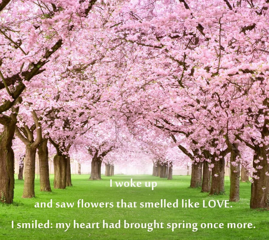 Caption: Blossoming Cherry Trees In Spring Wallpaper