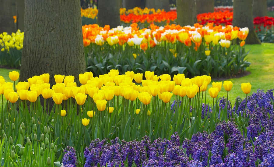 Caption: Blossoming Spring Garden Wallpaper