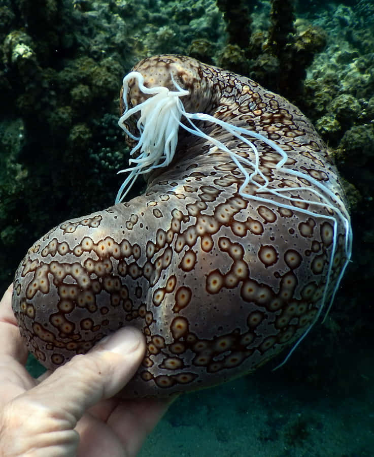 Caption: Bountiful Sea Cucumber In Natural Habitat Wallpaper