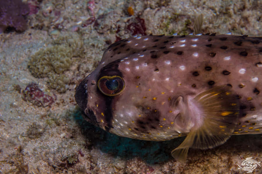 Caption: Close-up View Of A Vibrant Porcupinefish Wallpaper