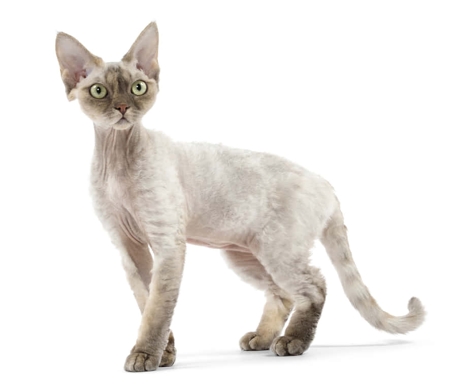 Caption: Curious Devon Rex Cat Posing For The Camera Wallpaper