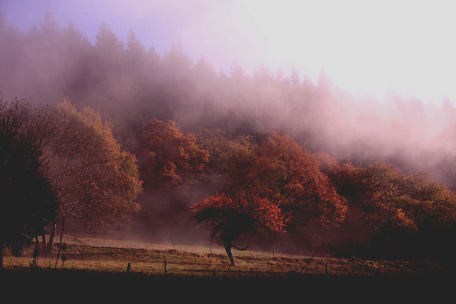 Caption: Enchanting Fall Fog In The Forest Wallpaper