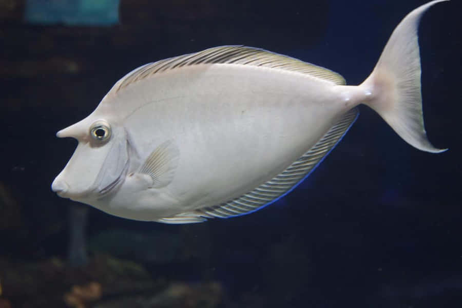 Caption: Enchanting Unicorn Fish Swimming In Deep-blue Sea Wallpaper