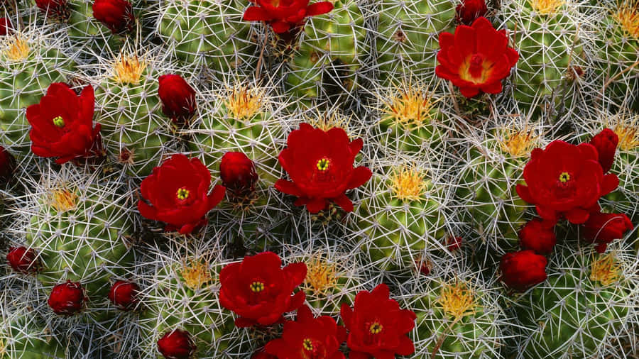 Caption: Exquisite Kingcup Cactus Flower Wallpaper