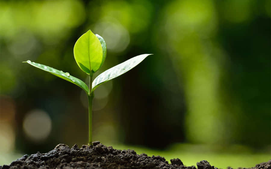 Caption: Farmer Working In A Fertile Organic Field Wallpaper