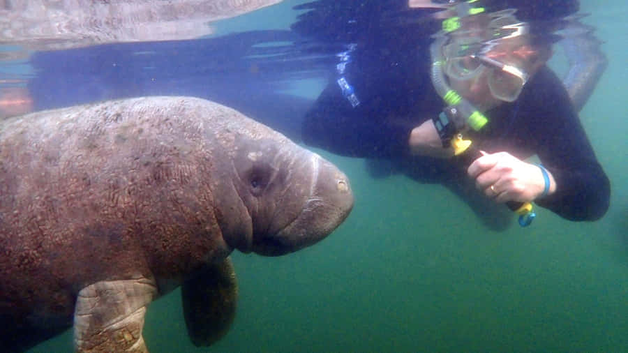 Caption: Graceful Manatee Swimming In Crystal Clear Waters Wallpaper