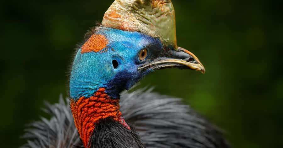 Caption: Magnificent Cassowary In A Natural Habitat Wallpaper