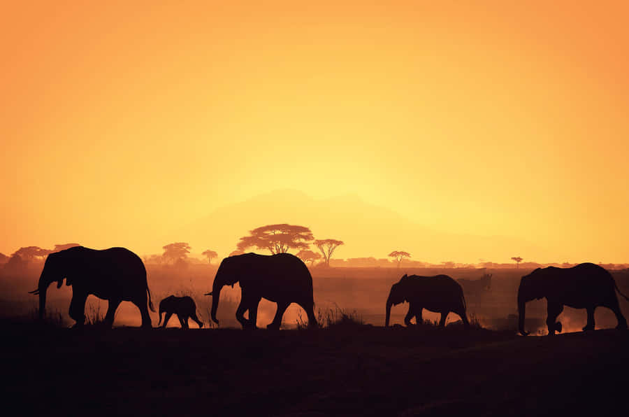 Caption: Majestic African Elephants Roaming In Sunset Wallpaper