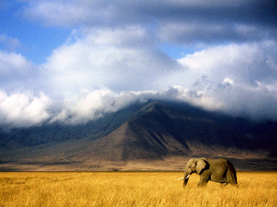 Caption: Majestic African Sunset With Wild Elephants Wallpaper