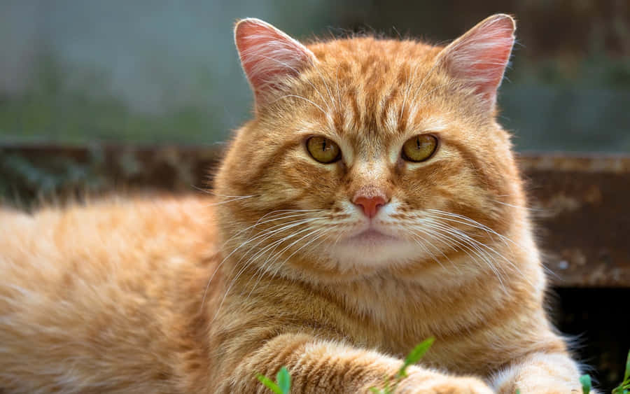 Caption: Majestic American Bobtail Cat Wallpaper