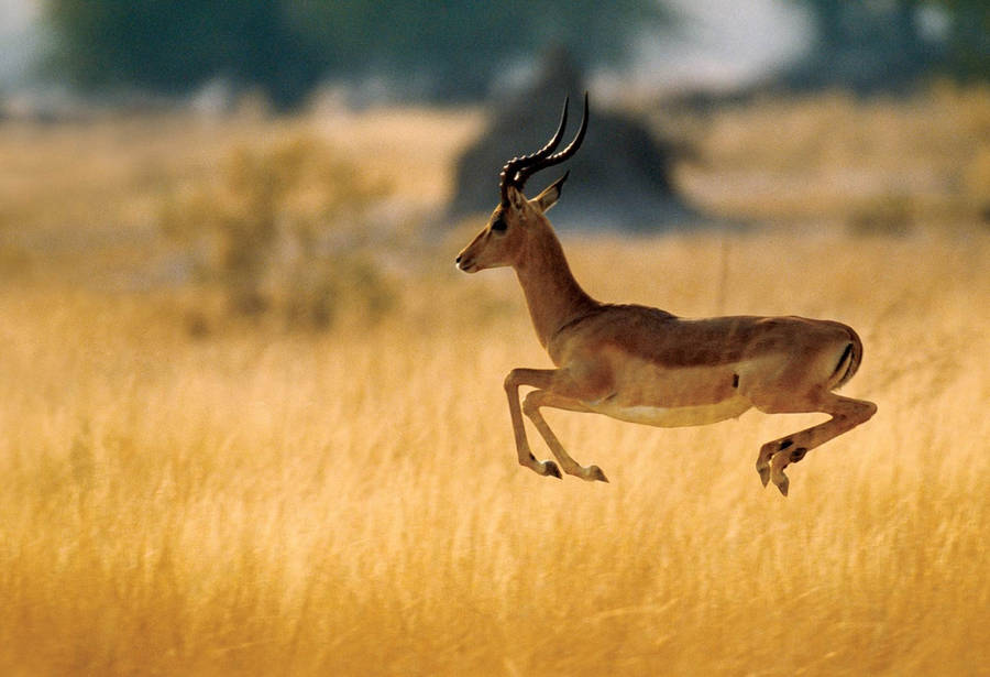 Caption: Majestic Antelope Leap In Botswana Wallpaper