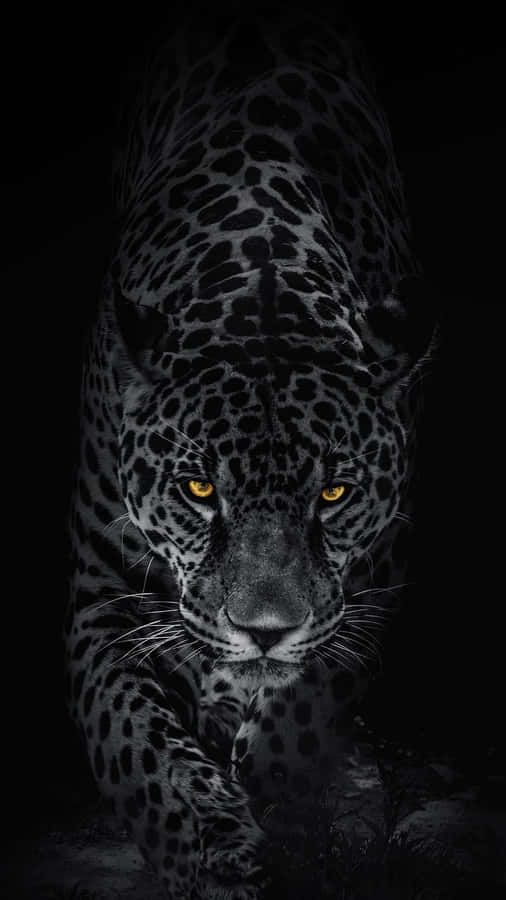 Caption: Majestic Black Leopard In Its Natural Habitat Wallpaper