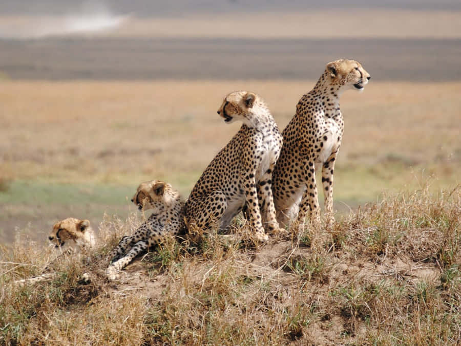 Caption: Majestic Cheetahs In The Captivating Serengeti National Park Wallpaper