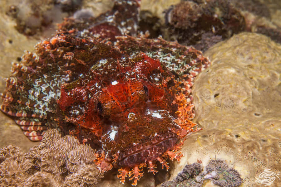 Caption: Majestic Scorpionfish Camouflage In Vibrant Coral Reef Wallpaper