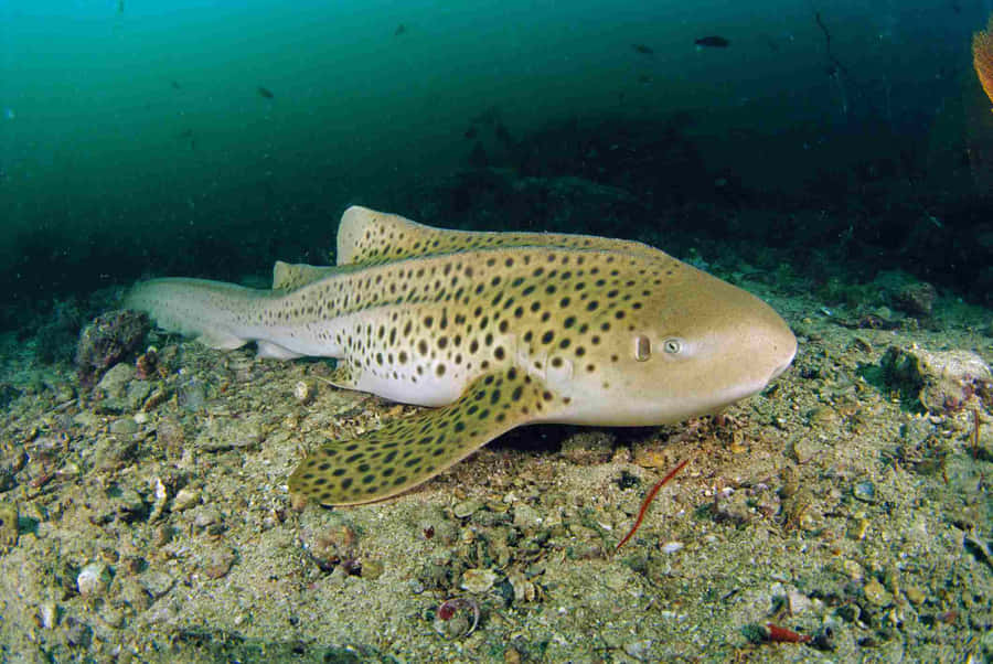 Caption: Majestic Zebra Shark Cruising The Aqua Blue Ocean Depths Wallpaper