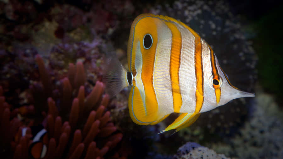 Caption: Mesmerizing 4k View Of The Vibrant Coral Reef Wallpaper